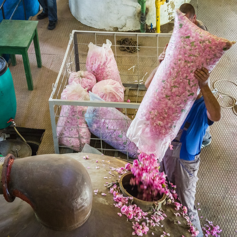Fresh rose petals being loaded into a copper still