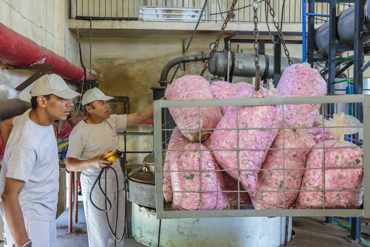 Bags of fresh rose petals at the distillery in Tazha