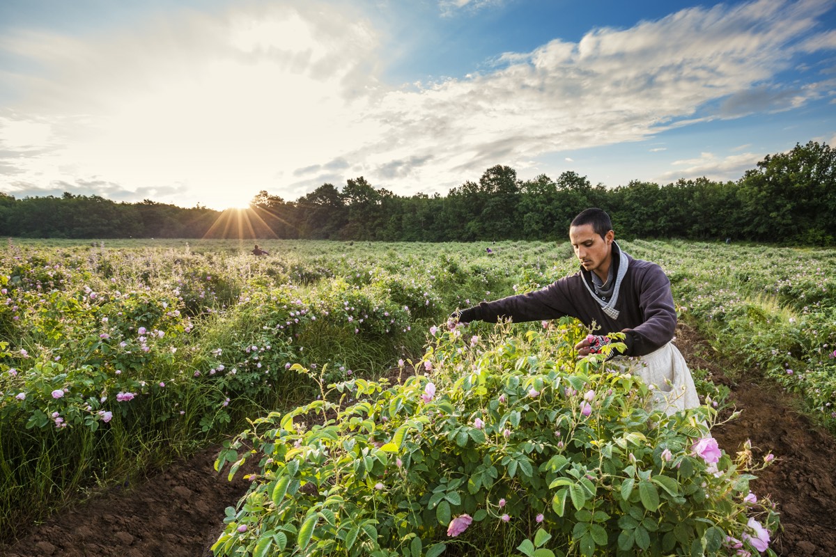 Rose picker at dawn in a rose field in the Valley of the Roses