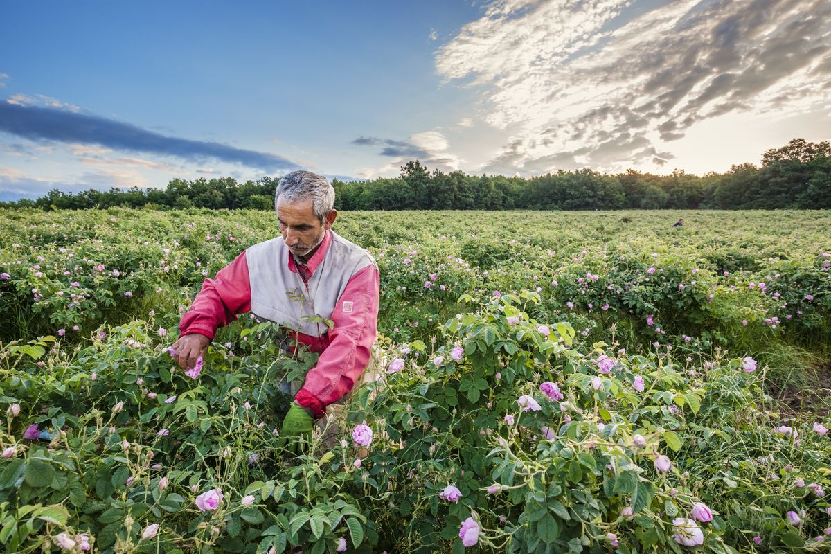 A picker among blooming Damask roses at sunrise