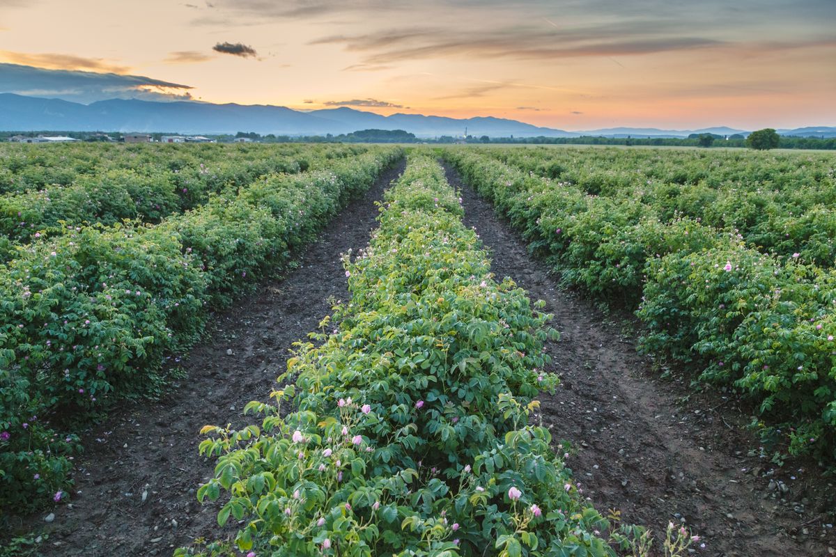 Rows of rose bushes at sunset with mountains behind