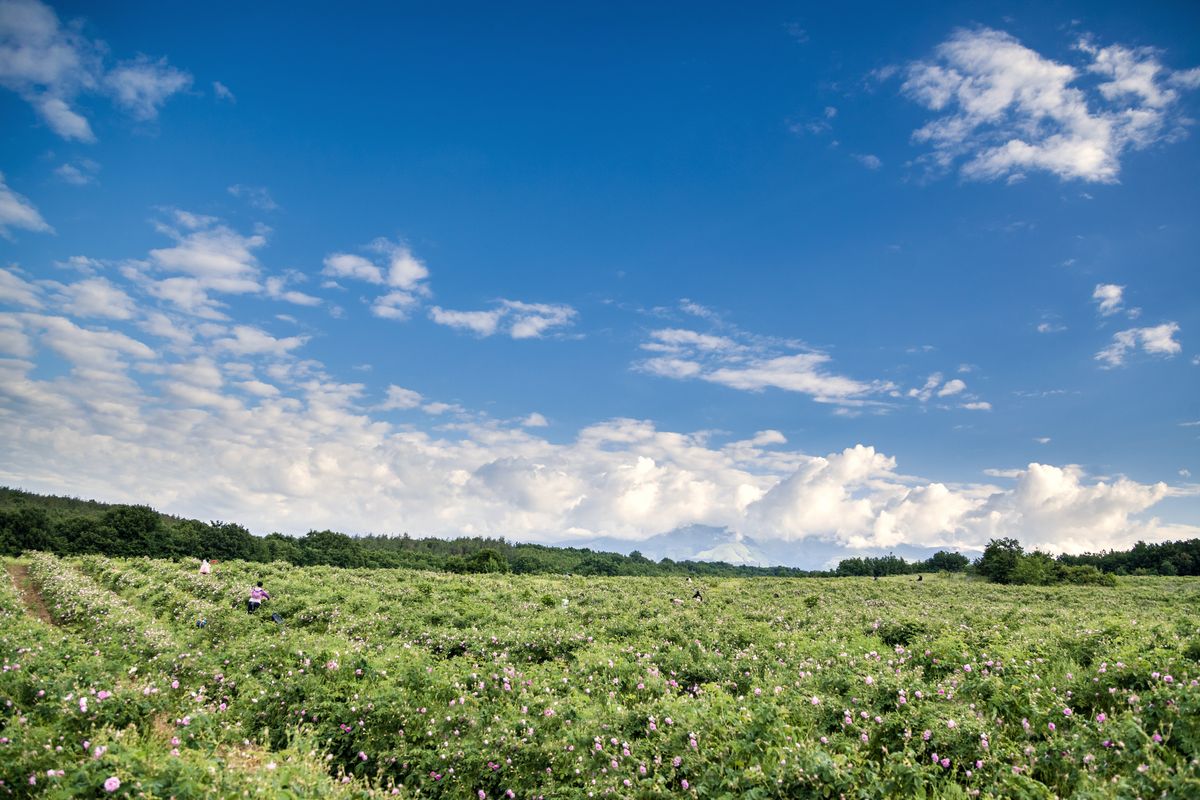 Damask rose plantation in bloom under a blue sky