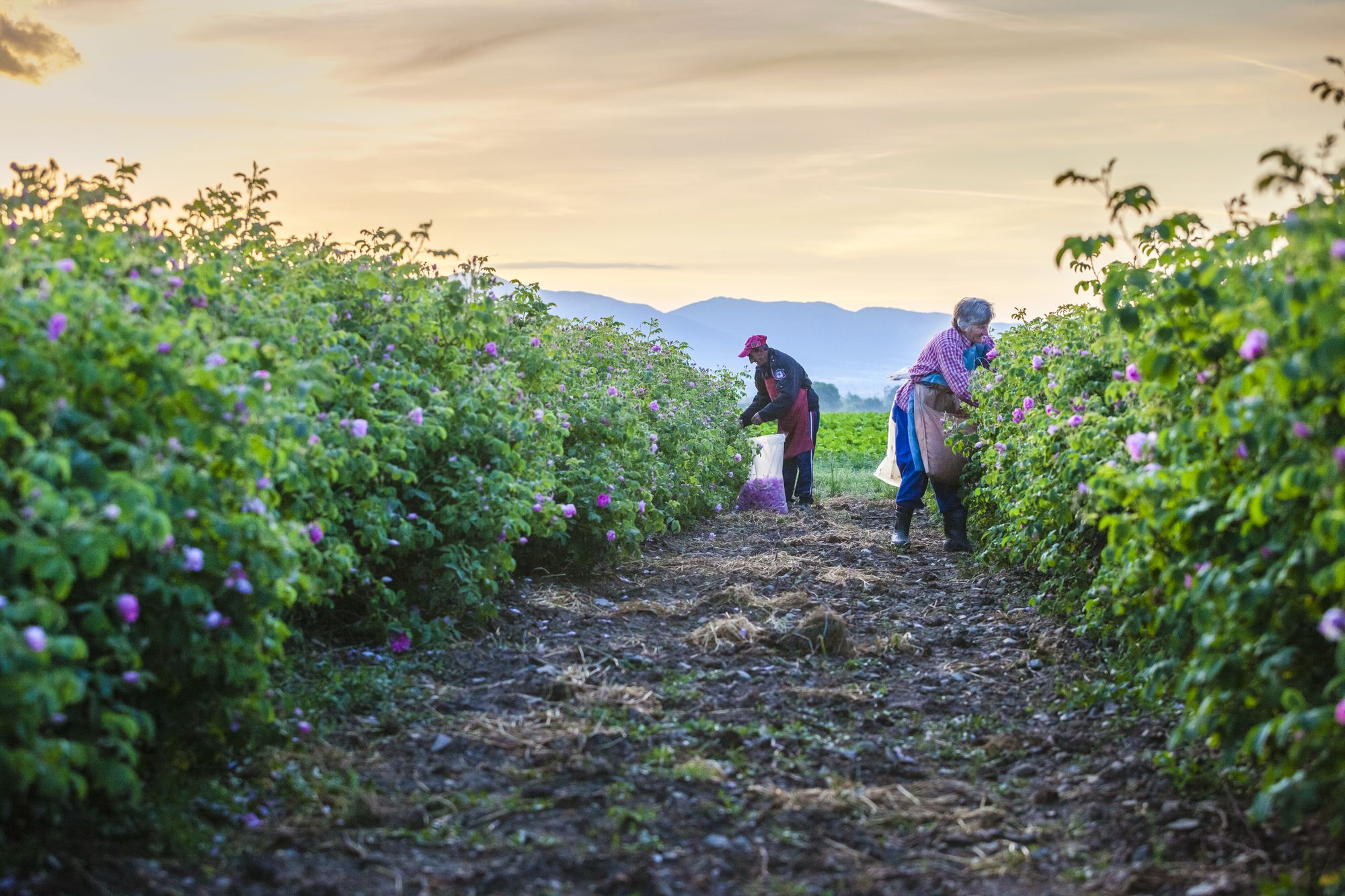 Rose pickers at work between rows of Damask roses at sunrise