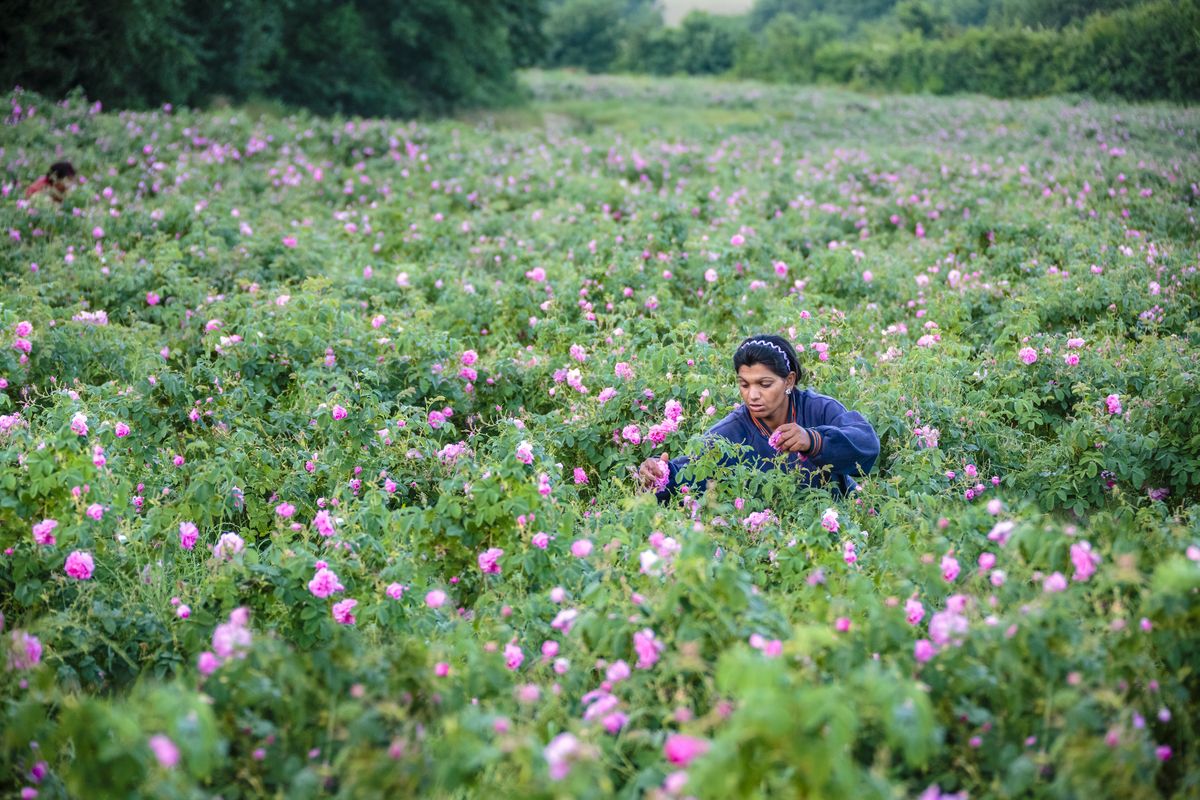 A picker in a rose field under a sky of clouds