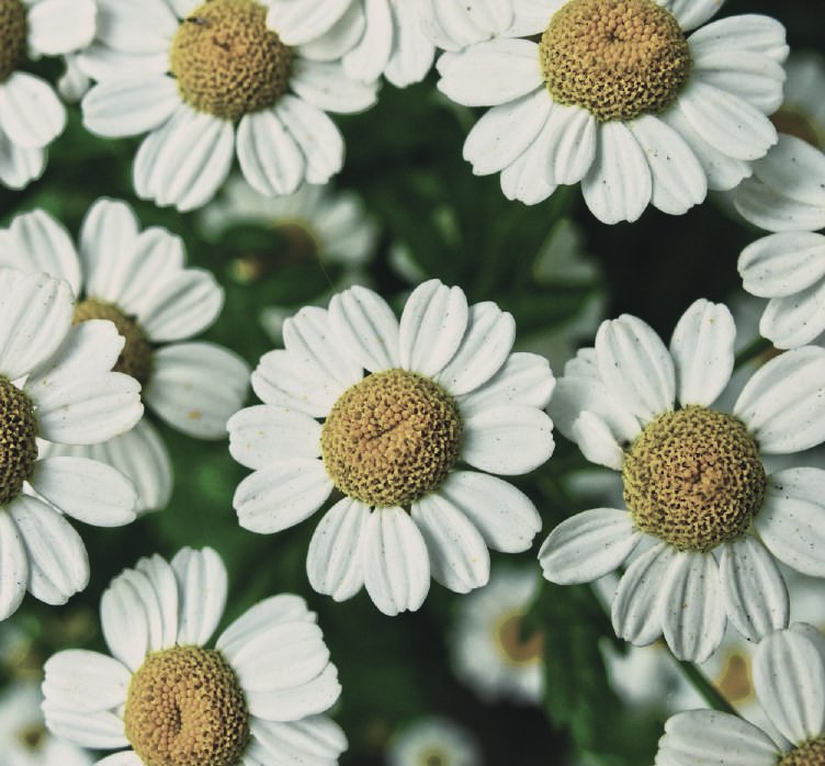 Chamomile German — Matricaria recutita