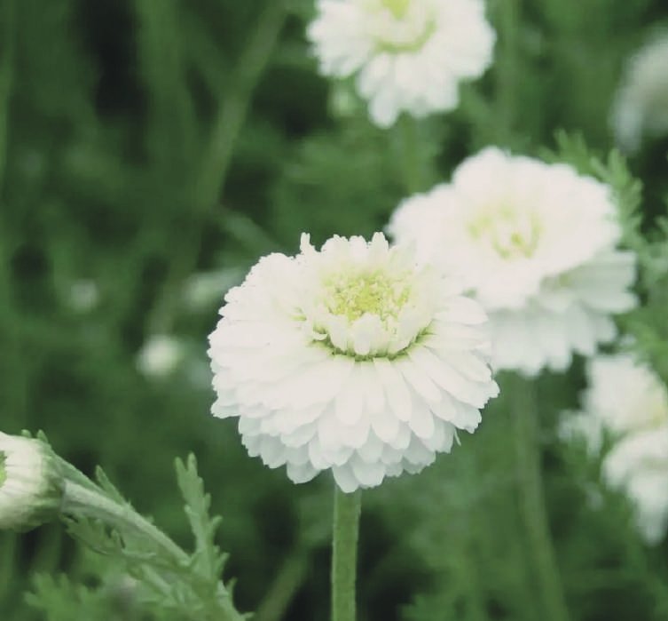 Chamomile Roman — Anthemis nobilis