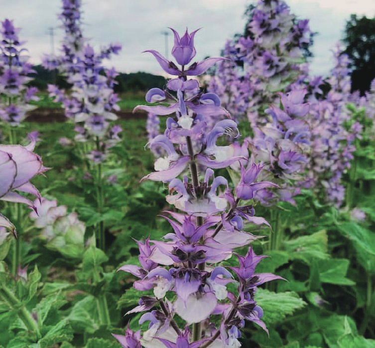 Clary Sage — Salvia sclarea