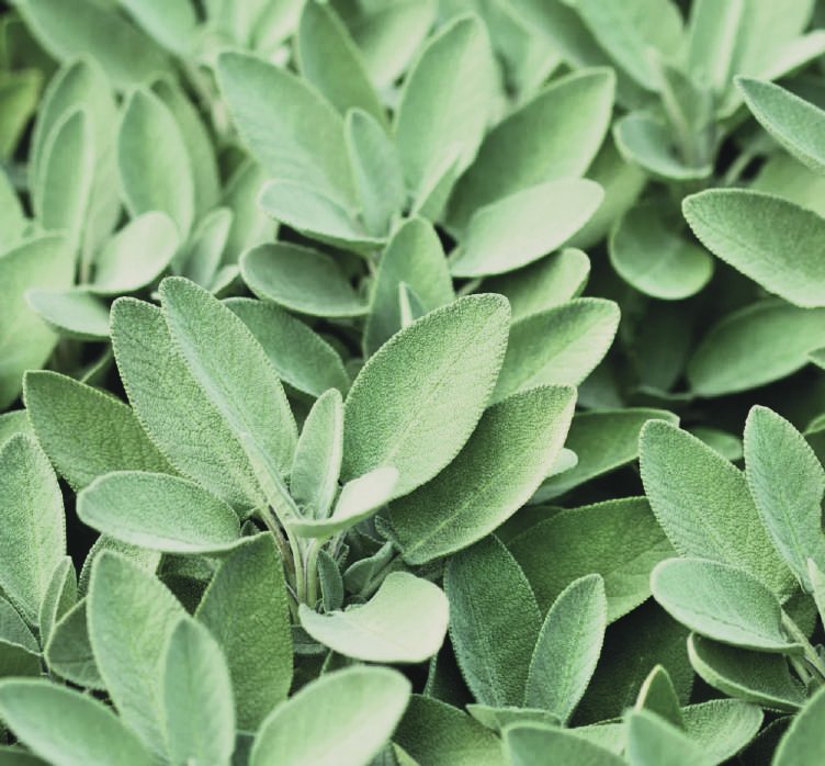 Common Sage (Salvia officinalis)