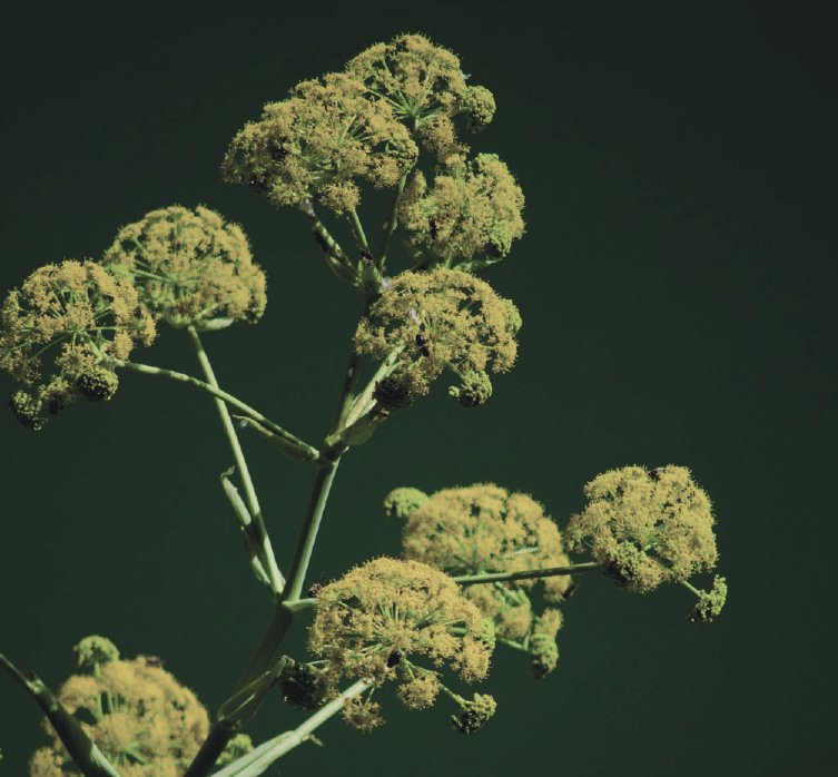Galbanum — Ferula galbaniflua