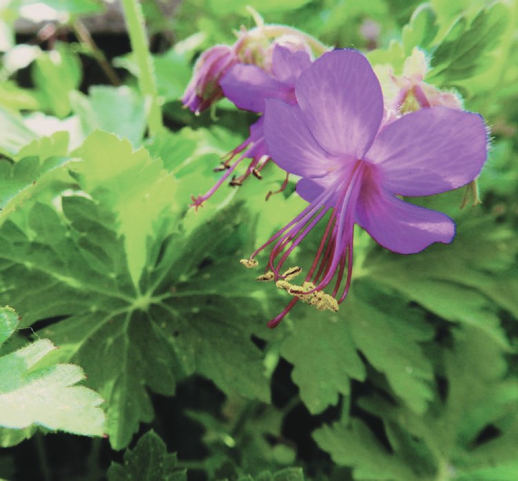 Zdravets — Geranium macrorrhizum