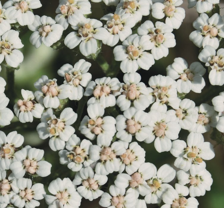 Зелен бял равнец (Achillea millefolium)