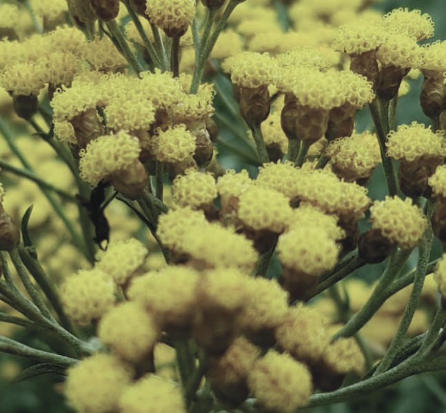 Helichrysum — Helichrysum italicum