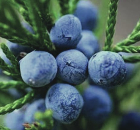 Juniper Berry (Juniperus communis)