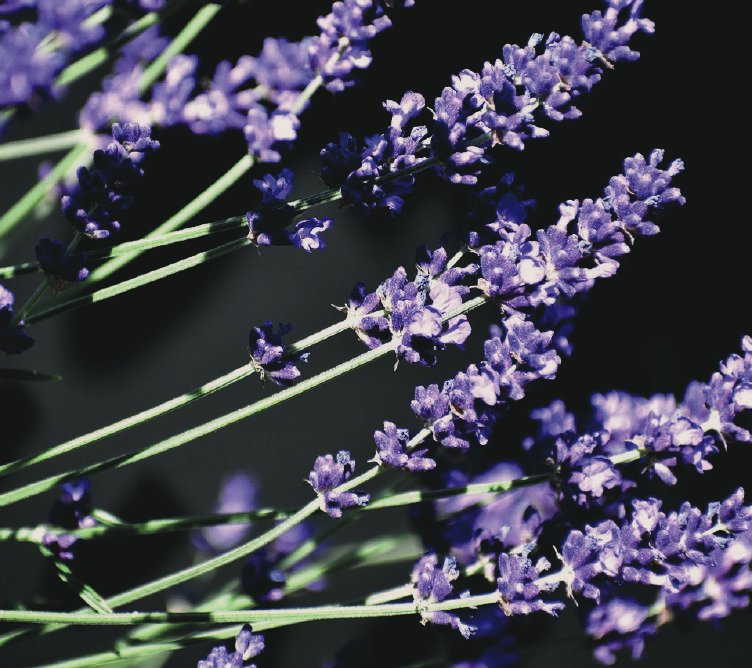 Lavandin — Lavandula hybrida grosso