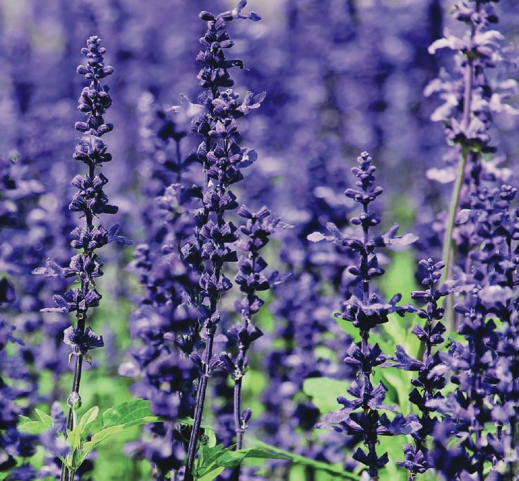 Lavender — Lavandula angustifolia