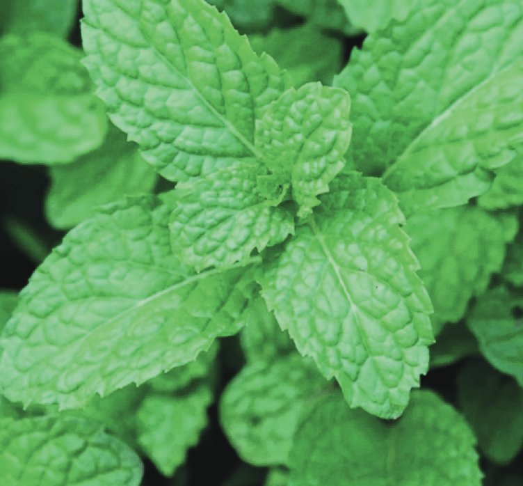 Peppermint (Mentha piperita)