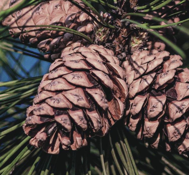Pine (Pinus sylvestris)