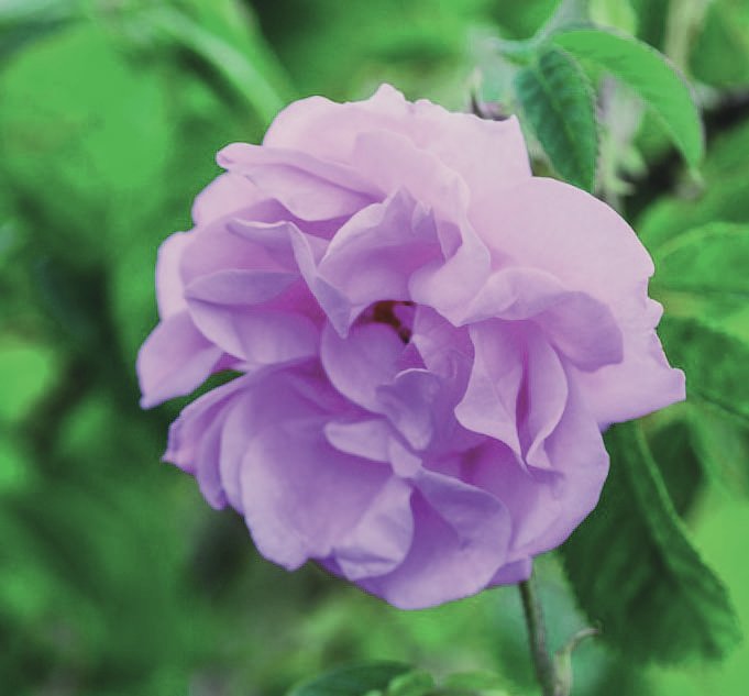 Rose Absolute — Rosa damascena
