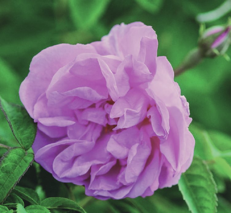 Rose — Rosa damascena