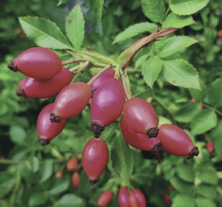 Rosehip Seed Oil — Rosa canina