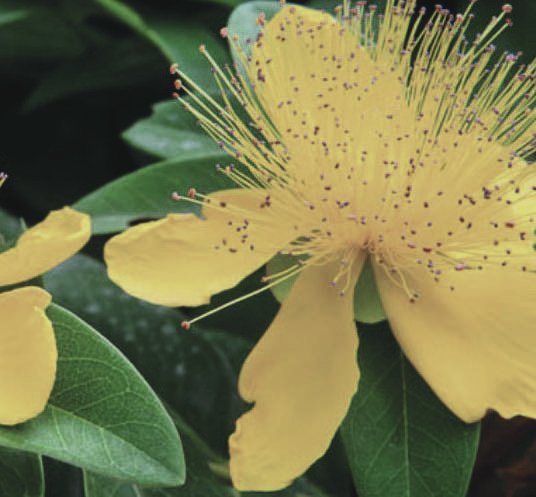 Жълт кантарион (Hypericum perforatum)