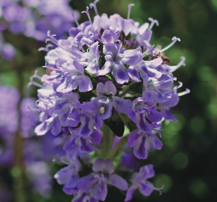 Thyme (Thymus vulgaris)