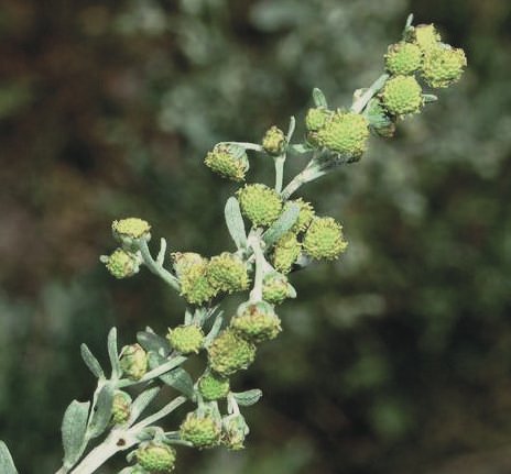 Wormwood Absinthium — Artemisia absinthium
