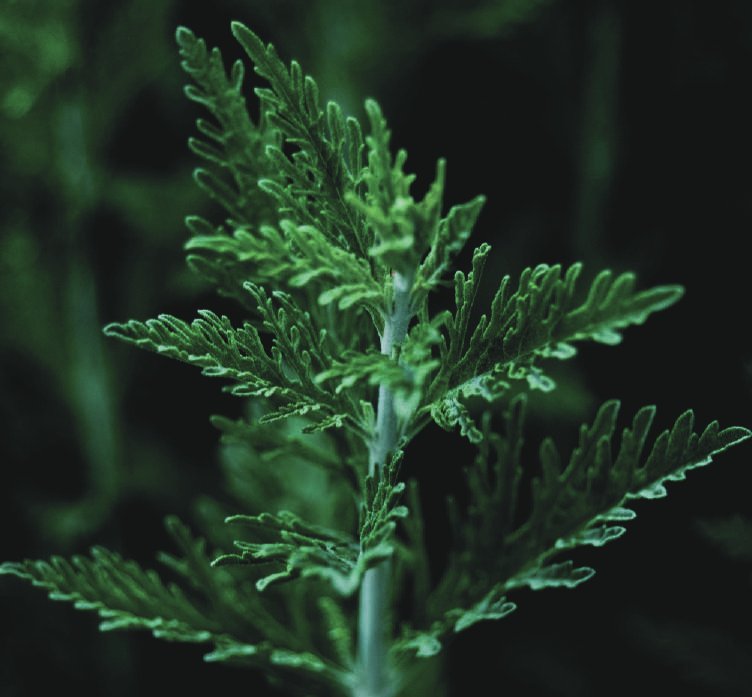 Wormwood — Artemisia annua
